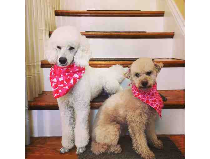 Jeana's Dirty Dog - $50 towards grooming