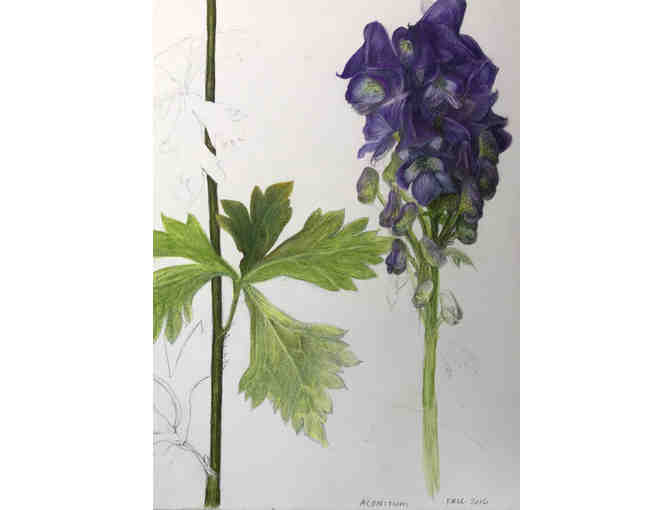 Botanical Art Greeting Cards