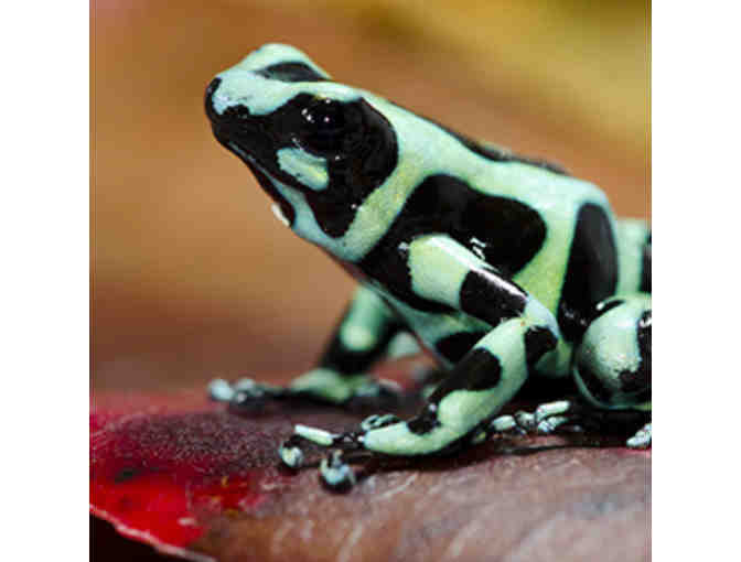 Four (4) Woodland Park Zoo Day Passes