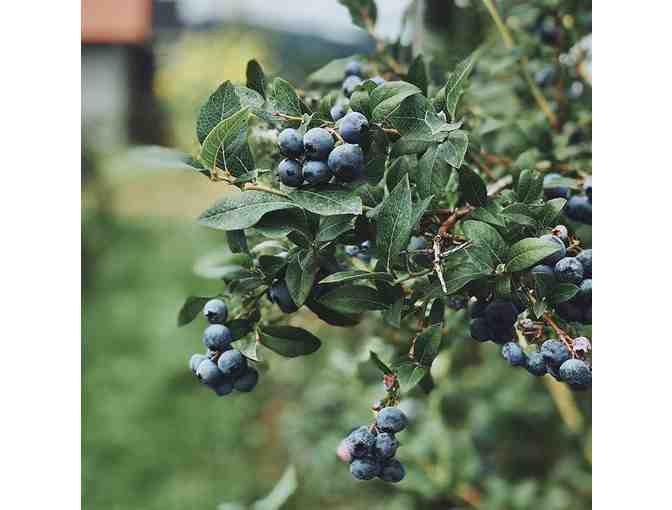 Pie Class + Farm Tour at Bow Hill Blueberries