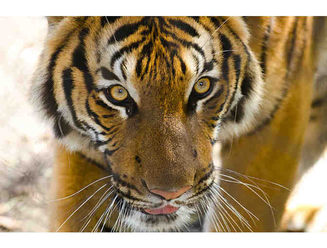 Woodland Park Zoo Day Passes (4)