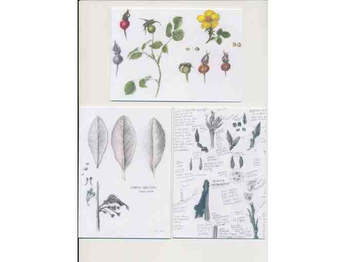 Botanical Art Greeting Cards Set #2