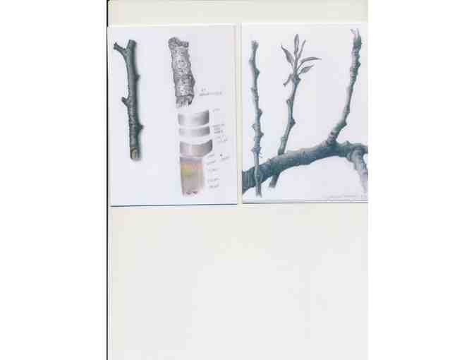 Botanical Art Greeting Cards Set #1