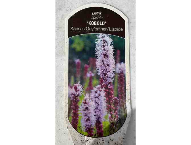 Two Kobold Plants (Kansas Gayfeater)