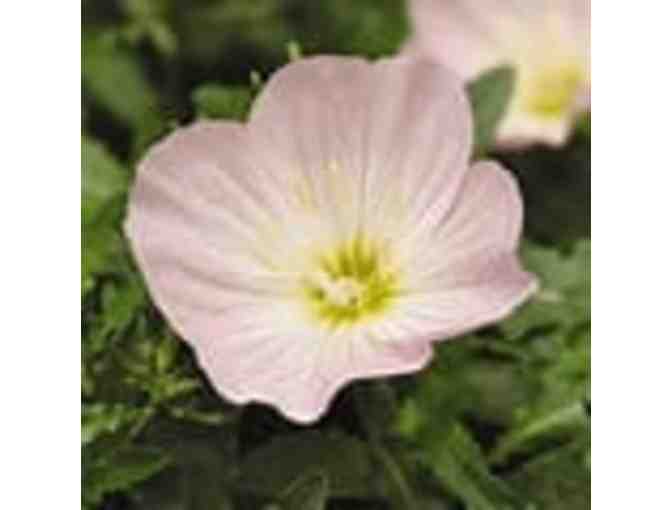 Two Siskiyou Plants ( Showy Primrose)