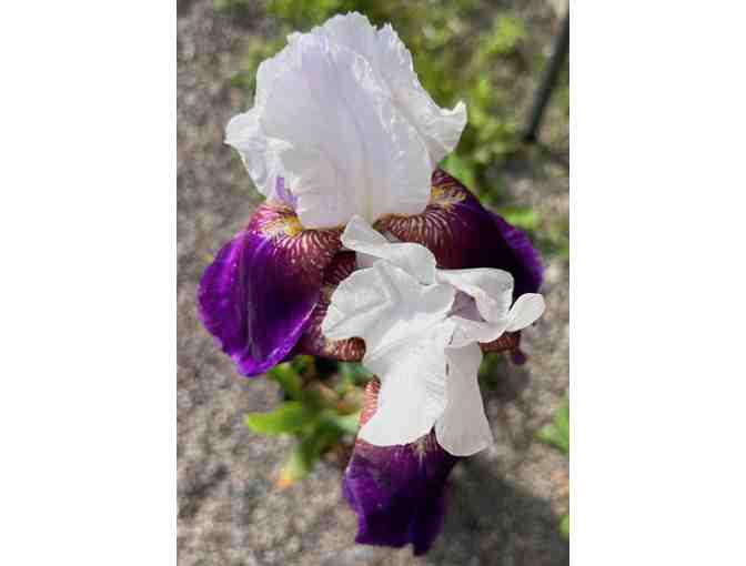 Two Iris Plants