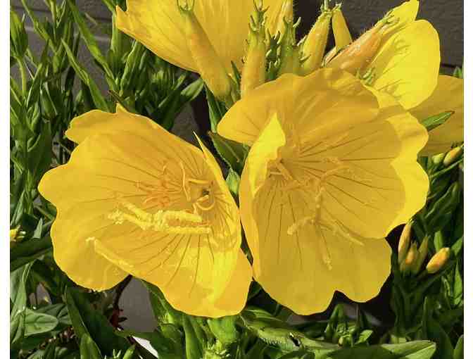 Three Evening Primrose Plants
