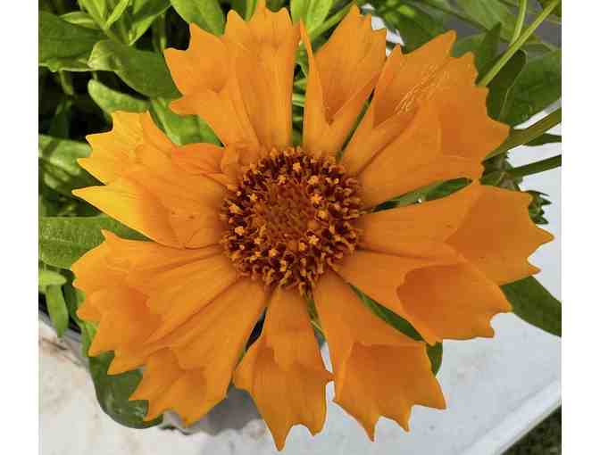 Three Coreopsis Plants - 'x 'Jethro Tull - Tickseed' Perrennials