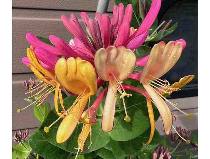 One Goldflame Honeysuckle Plant #1