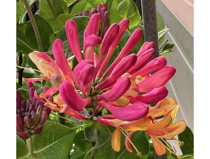 One Gold Flame Honeysuckle #2