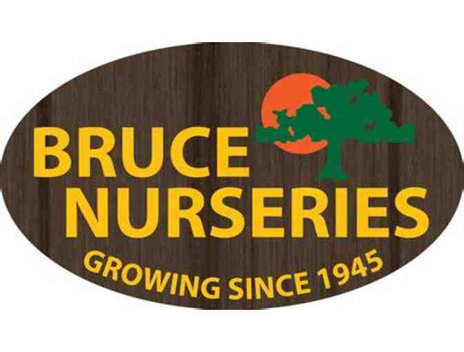 Three Candystone Ice Plant - Perennial