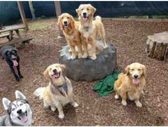 Two Nights Dog Boarding at Camp K-9 of Marin