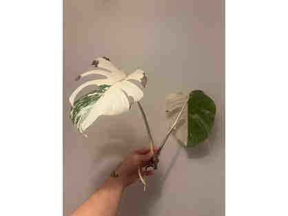 Precious Leaf