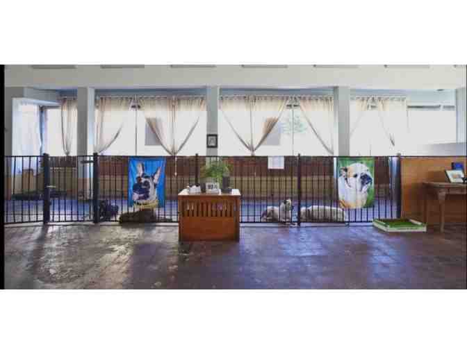 Eco Dog Wash 5 Day Pass For Cage-Free Daycare & a simply great bath