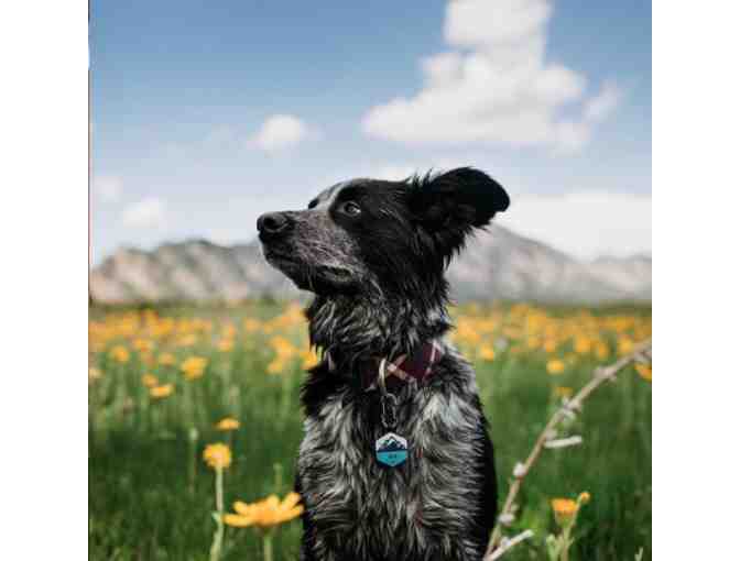 Qalo $100 Gift Certificate - Teether, rings, dog tags.