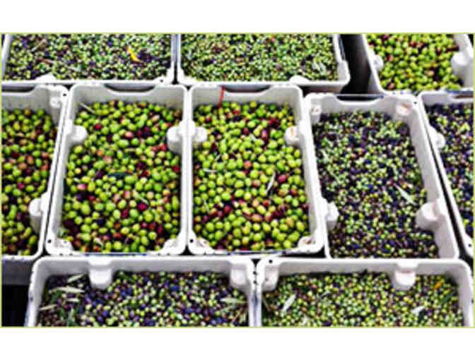 Temecula Olive Oil Company - Ranch Tour for 4 and Gift Box