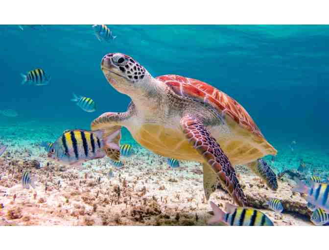 Mexico Paradise Retreat - Photo 3