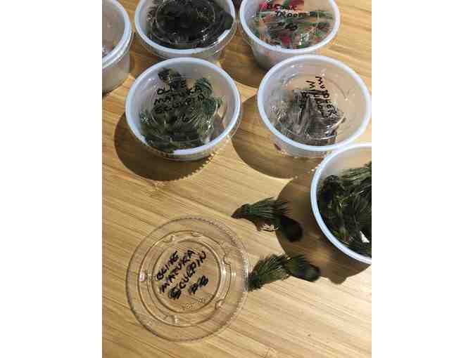 Leeches, Minnows, Sculpin and More!