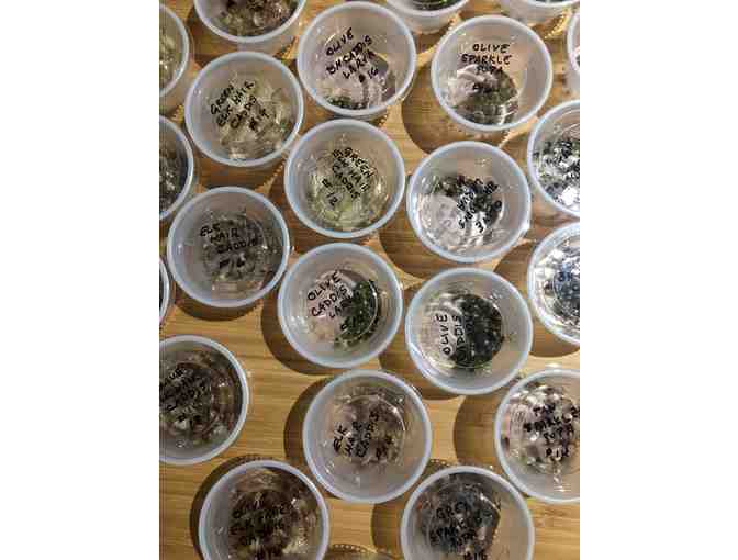 Caddisflies for Days