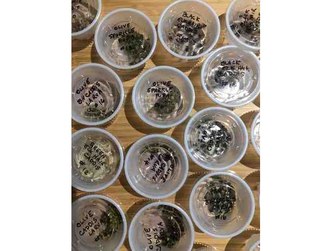 Caddisflies for Days