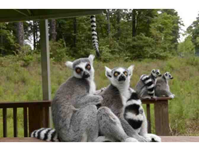 'Lemurs Live!' Tour of the Duke Lemur Center for 2!
