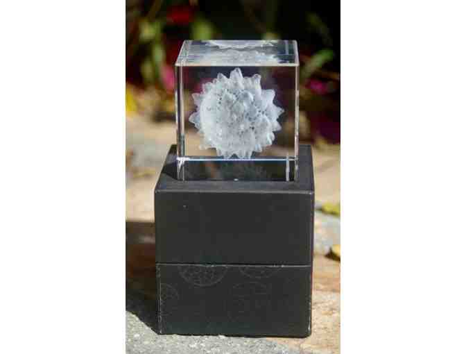 Tortoise General Store gift bag