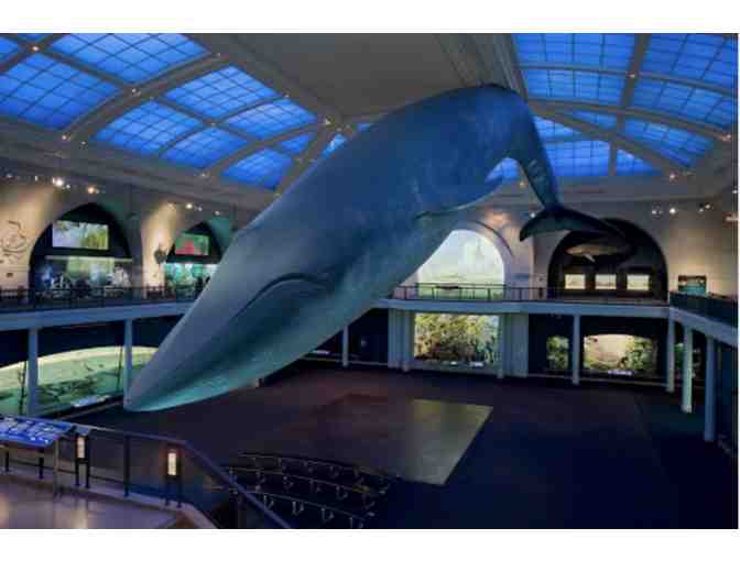 Summer Fun: Discovery Bundle