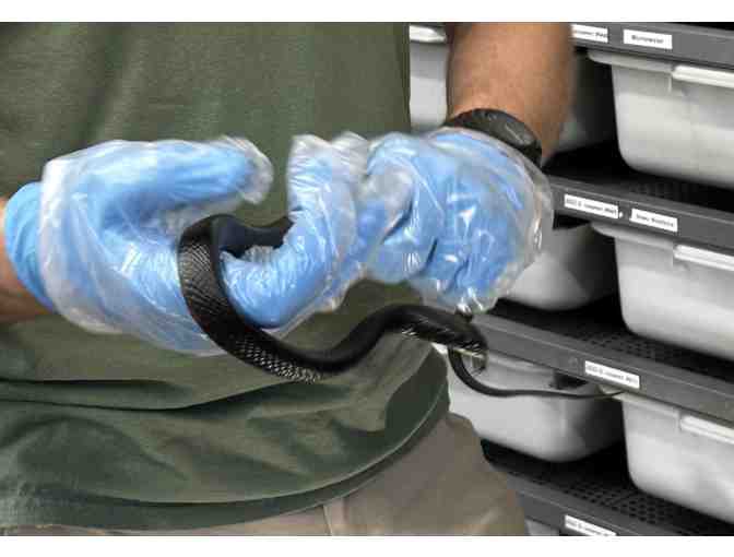 Name Indigo hatchling #696