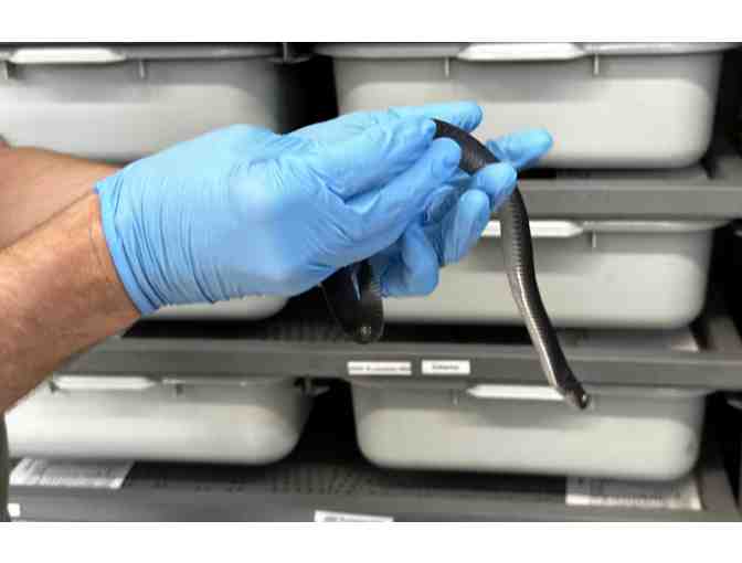 Name Indigo hatchling #698