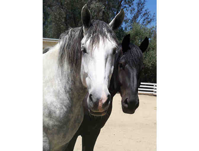 Leonis Adobe Museum - 1 Year Leonis Caballero Membership