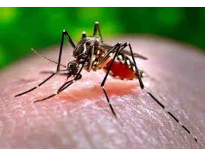 One Year of Mosquito Treatments