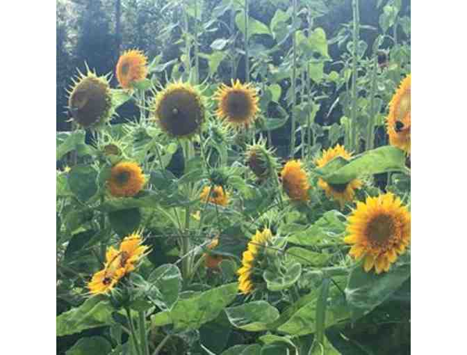 Family Photography Session