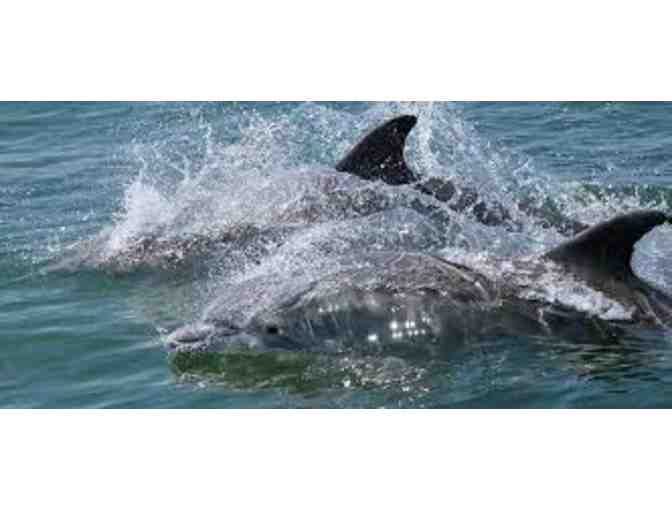 'Surf and Turf' Basket - Rudee Tours - 4 Adult Dolphin Watch Tours and Jungle Golf $150
