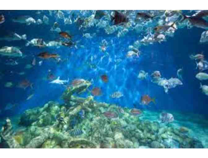 North Carolina Aquariums Basket - Two (2) Complimentary Tickets