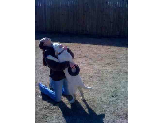 Pamper Your PUP at Brown Dog Lodge