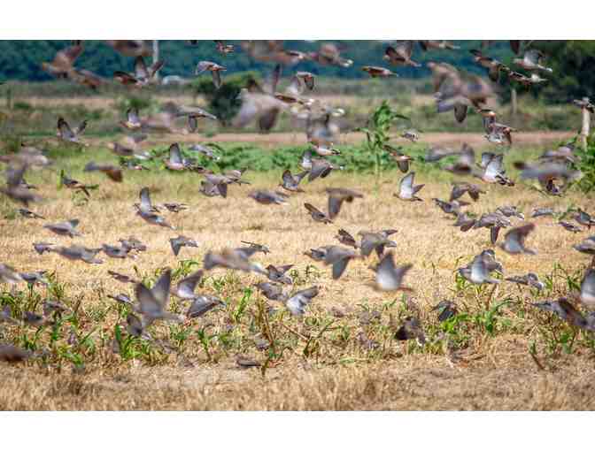 Pointer Wingshooting Argentina Red Stag & Doves for 2
