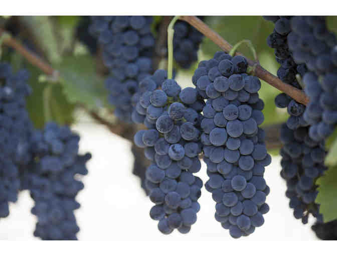 2020 'Psychedelic Syrah' 750mL from Sleight of Hand Cellars