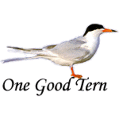 One Good Tern