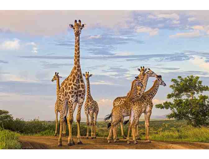 South Africa Safari with Luxury Accommodations