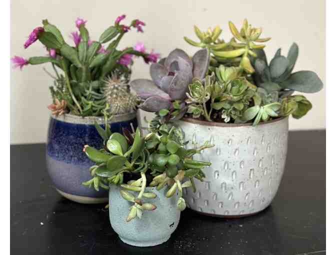 Middle School Succulent Centerpiece