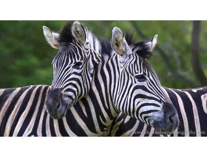 Zulu Nyala African Safari