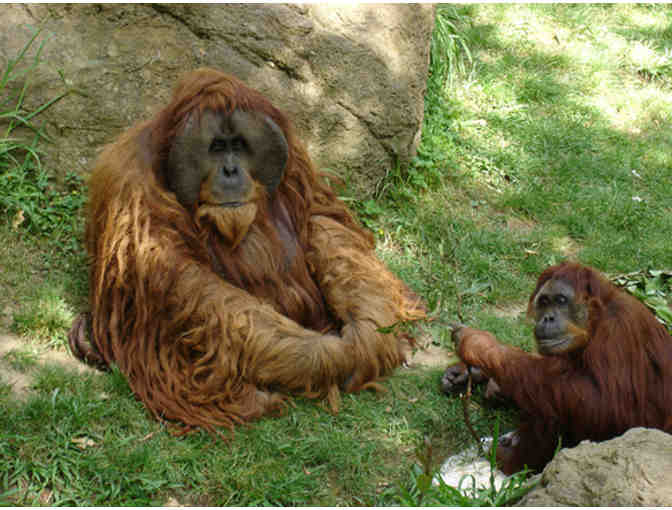 Sacramento Zoo Family Pass for Four (4)