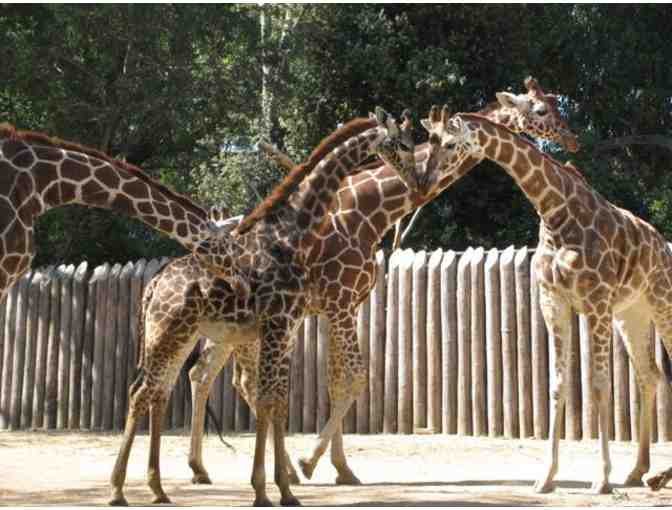 Sacramento Zoo Family Pass for Four (4)