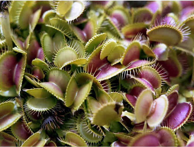 Baby Venus Fly Trap Plant in 4' pot