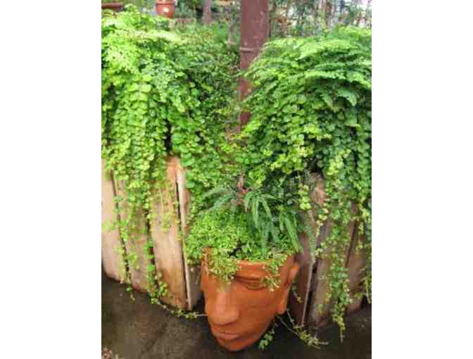 Certificate for One (1) Deciduous Fruit Tree