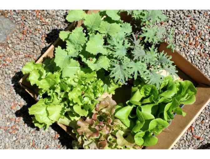 Organically Grown Spring Garden Starts