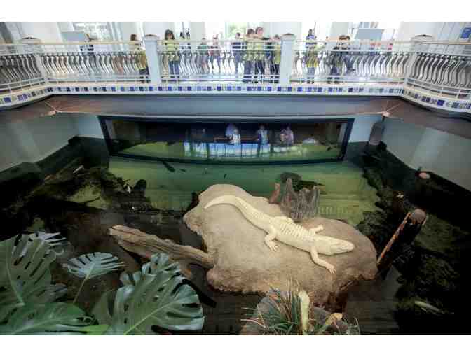 Four General Admission Tickets to the California Academy of Sciences