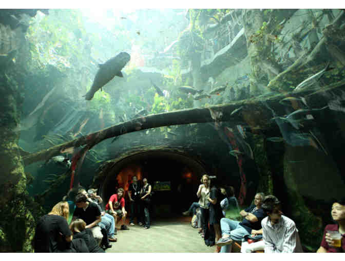 Four General Admission Tickets to the California Academy of Sciences