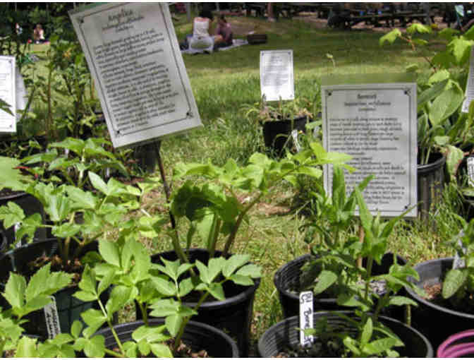 One Admission to  the Northern California Women's Herbal Symposium