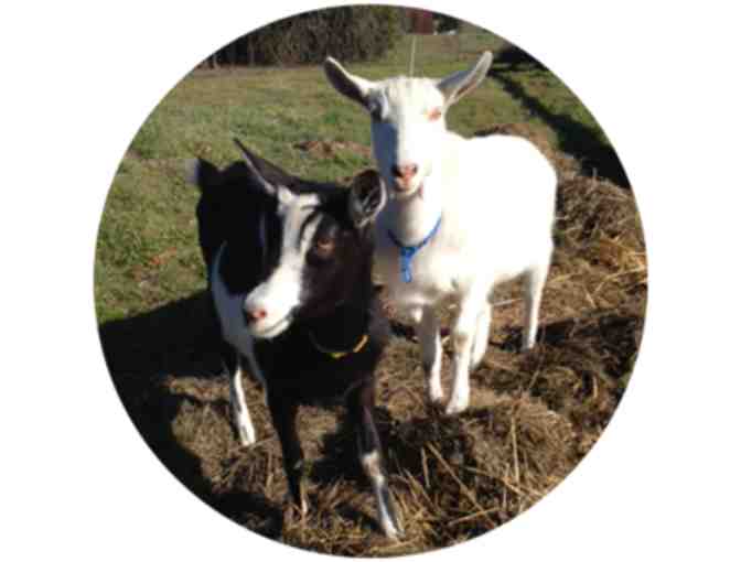 Goat Yoga at Goatlandia Farm Animal Sanctuary